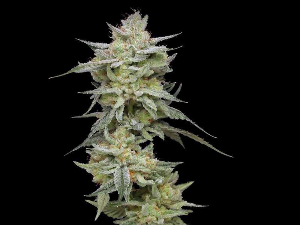 Sugar Candy Strain Review